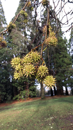 American sweetgum