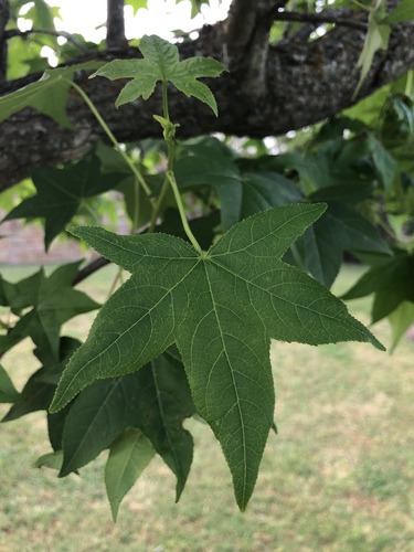 American sweetgum