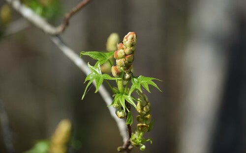 American sweetgum