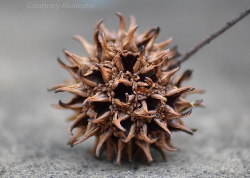American sweetgum