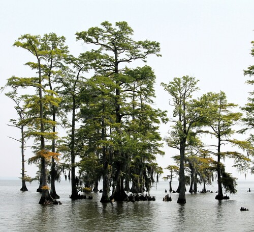 baldcypress
