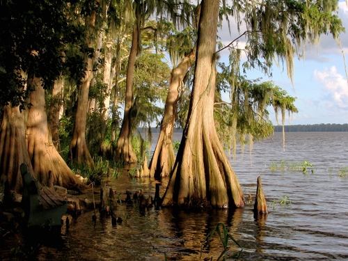 baldcypress
