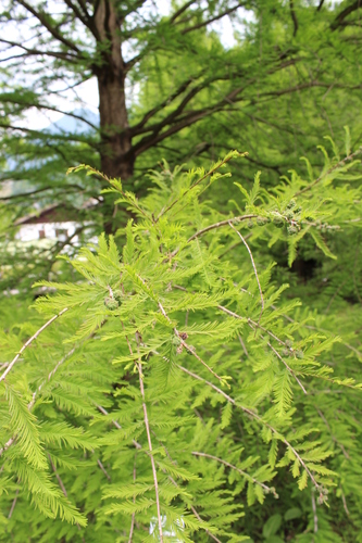 baldcypress