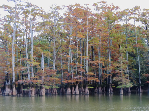 baldcypress