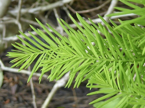 baldcypress