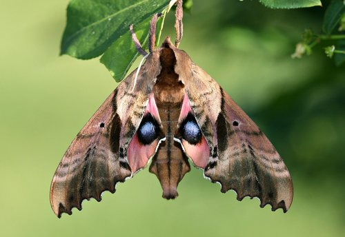 Blinded Sphinx