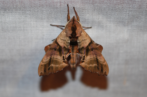 Blinded Sphinx