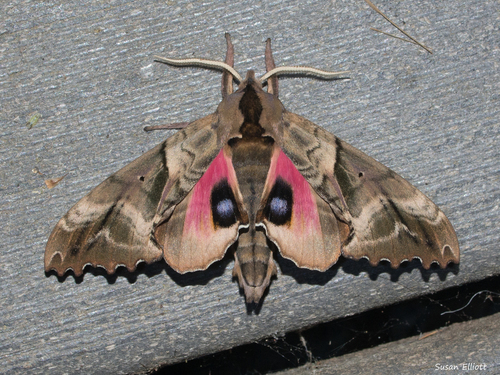 Blinded Sphinx