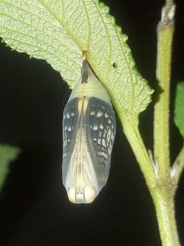 White Peacock