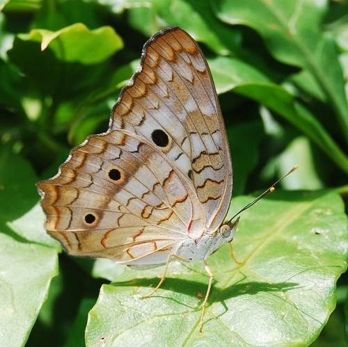 White Peacock