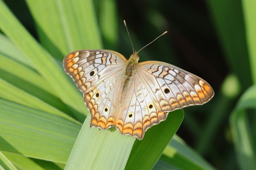 White Peacock