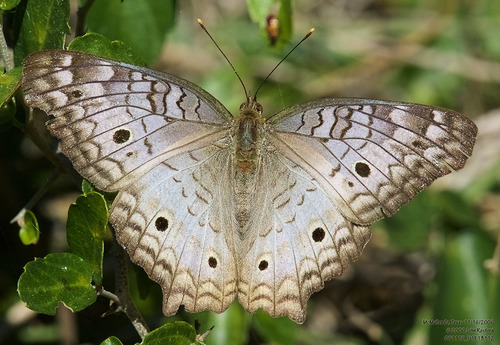 White Peacock