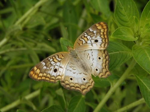 White Peacock