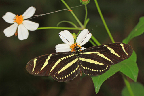 Zebra Longwing