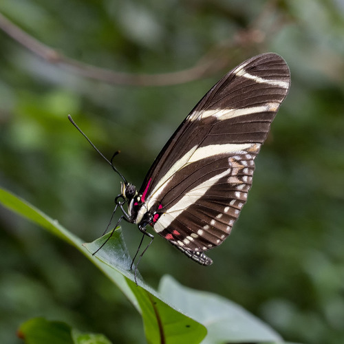 Zebra Longwing