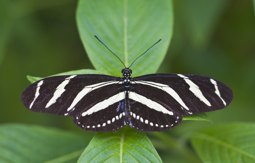Zebra Longwing