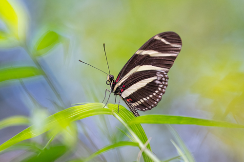Zebra Longwing