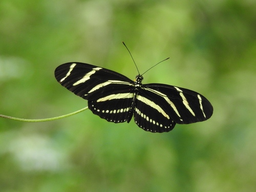 Zebra Longwing