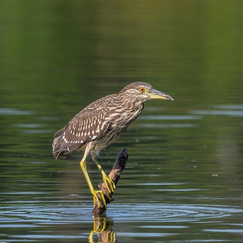 Black-crowned Night Heron