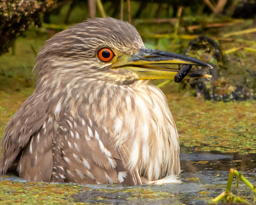 Black-crowned Night Heron
