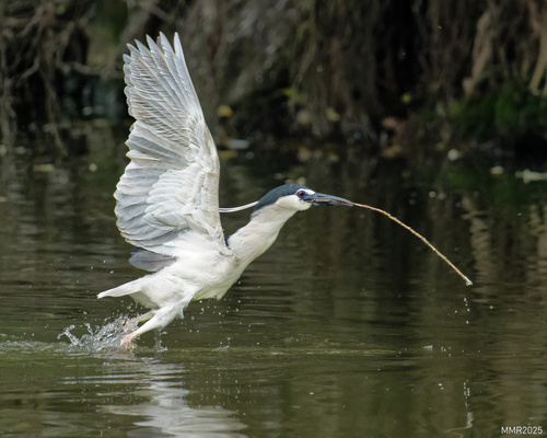 Black-crowned Night Heron