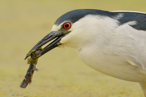 Black-crowned Night Heron