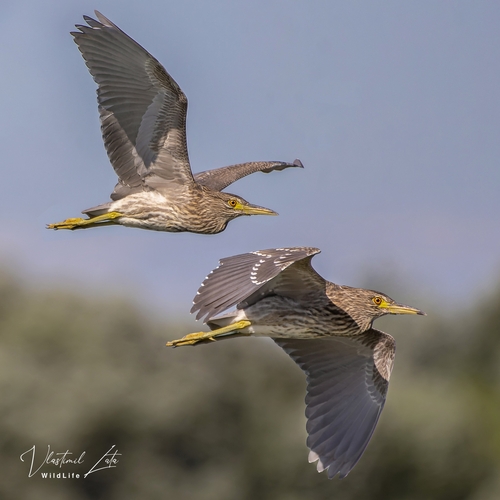 Black-crowned Night Heron