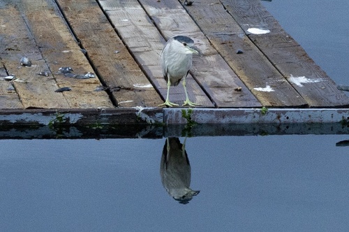Black-crowned Night Heron