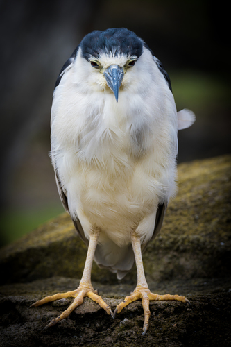 Black-crowned Night Heron