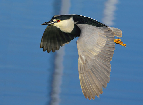 Black-crowned Night Heron