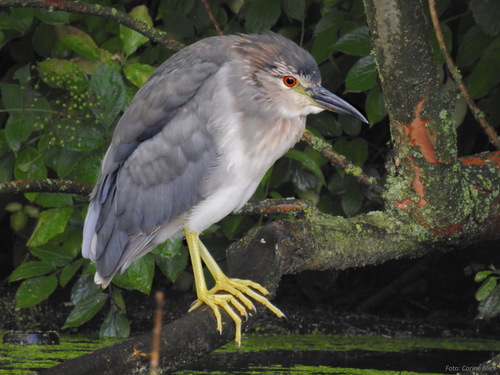 Black-crowned Night Heron