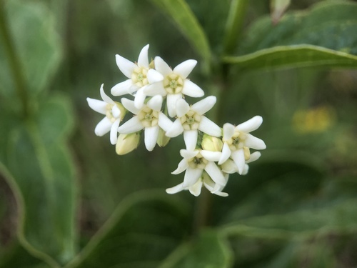 Swallow-wort