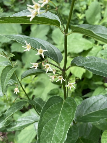 Swallow-wort
