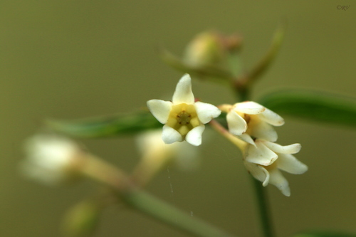 Swallow-wort