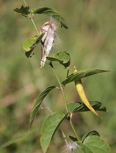 Swallow-wort