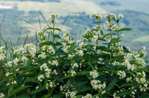 Swallow-wort