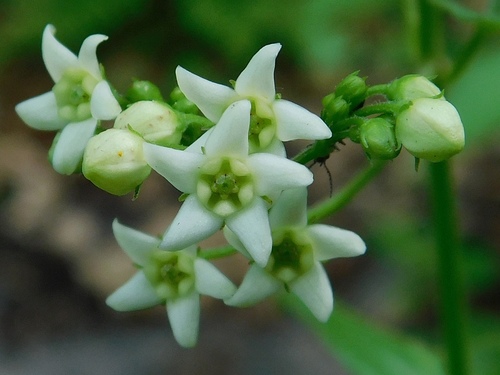 Swallow-wort