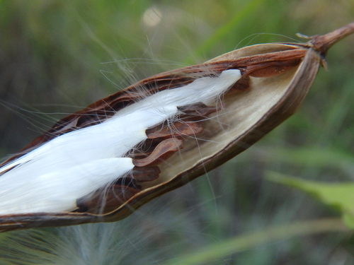 Swallow-wort