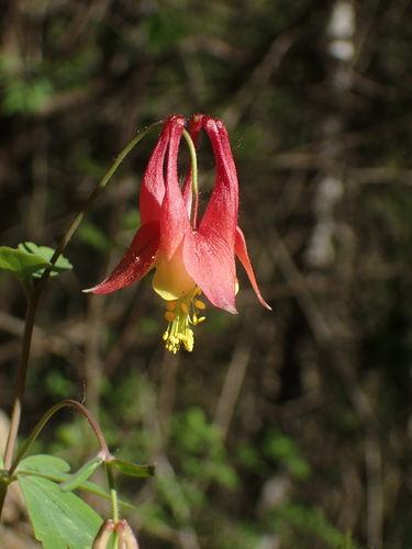 red columbine