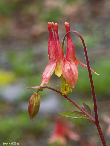 red columbine