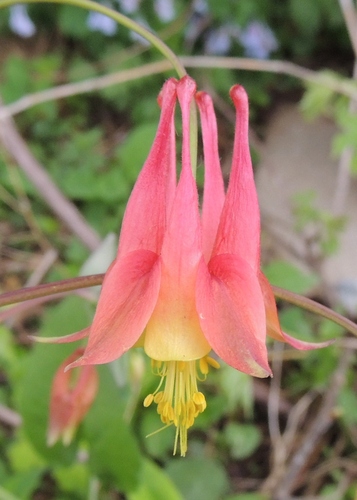 red columbine