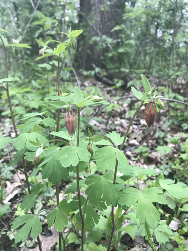 red columbine