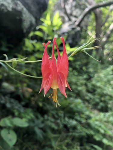 red columbine