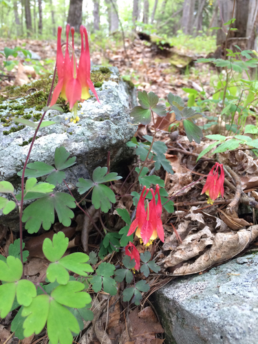 red columbine