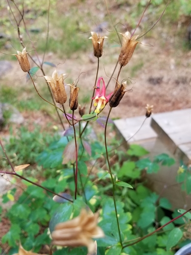 red columbine