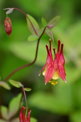 red columbine