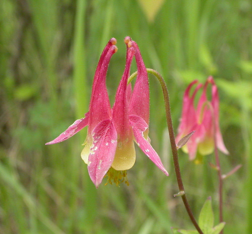 red columbine