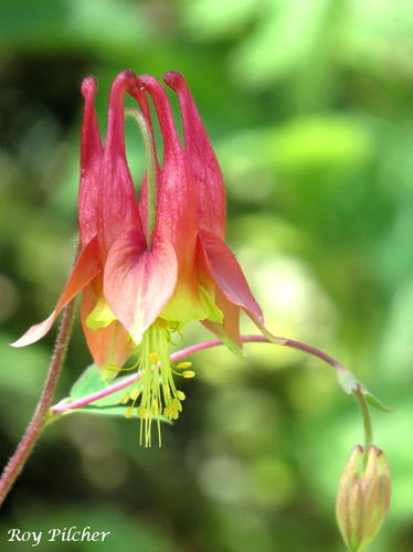 red columbine