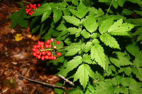 red baneberry