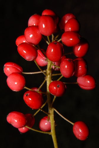 red baneberry